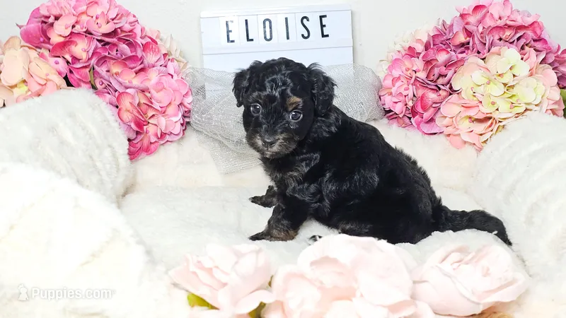 Eloise