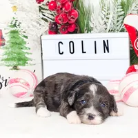 F1B Colin, a male Miniature Aussiedoodle for sale in College Station, TX – Photo 2 of 3