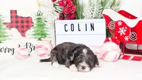 F1B Colin, a male Miniature Aussiedoodle for sale in College Station, TX – Photo 2 of 3