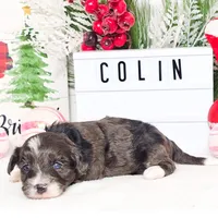 F1B Colin, a male Miniature Aussiedoodle for sale in College Station, TX – Photo 3 of 3