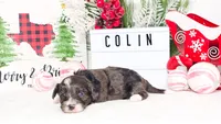 F1B Colin, a male Miniature Aussiedoodle for sale in College Station, TX – Photo 3 of 3