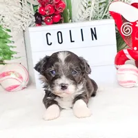 F1B Colin, a male Miniature Aussiedoodle for sale in College Station, TX – Photo 1 of 3