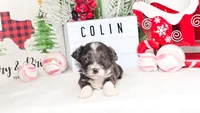 F1B Colin, a male Miniature Aussiedoodle for sale in College Station, TX – Photo 1 of 3