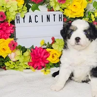 Hyacinth, a female Miniature Aussiedoodle for sale in College Station, TX – Photo 3 of 3