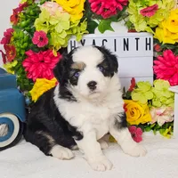 Hyacinth, a female Miniature Aussiedoodle for sale in College Station, TX – Photo 2 of 3