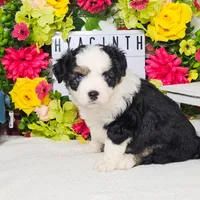 Hyacinth, a female Miniature Aussiedoodle for sale in College Station, TX – Photo 1 of 3