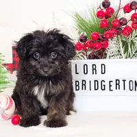 Lord Bridgerton, a male Miniature Aussiedoodle for sale in College Station, TX – Photo 1 of 3
