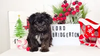 Lord Bridgerton, a male Miniature Aussiedoodle for sale in College Station, TX – Photo 1 of 3
