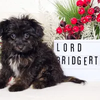 Lord Bridgerton, a male Miniature Aussiedoodle for sale in College Station, TX – Photo 3 of 3