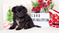 Lord Bridgerton, a male Miniature Aussiedoodle for sale in College Station, TX – Photo 3 of 3