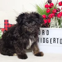 Lord Bridgerton, a male Miniature Aussiedoodle for sale in College Station, TX – Photo 2 of 3