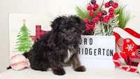 Lord Bridgerton, a male Miniature Aussiedoodle for sale in College Station, TX – Photo 2 of 3