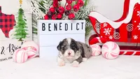 F1B Benedict, a male Miniature Aussiedoodle for sale in College Station, TX – Photo 1 of 3