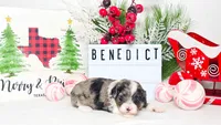 F1B Benedict, a male Miniature Aussiedoodle for sale in College Station, TX – Photo 2 of 3