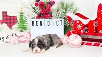 F1B Benedict, a male Miniature Aussiedoodle for sale in College Station, TX – Photo 3 of 3