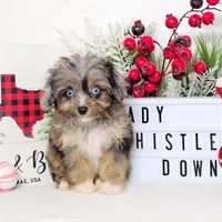 Lady Whistledown, a female Miniature Aussiedoodle for sale in College Station, TX – Photo 2 of 3