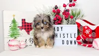 Lady Whistledown, a female Miniature Aussiedoodle for sale in College Station, TX – Photo 2 of 3
