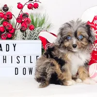 Lady Whistledown, a female Miniature Aussiedoodle for sale in College Station, TX – Photo 1 of 3