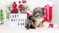 Lady Whistledown, a female Miniature Aussiedoodle for sale in College Station, TX – Photo 1 of 3