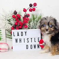 Lady Whistledown, a female Miniature Aussiedoodle for sale in College Station, TX – Photo 3 of 3
