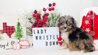 Lady Whistledown, a female Miniature Aussiedoodle for sale in College Station, TX – Photo 3 of 3