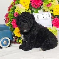 Francesca, a female Miniature Aussiedoodle for sale in College Station, TX – Photo 3 of 3