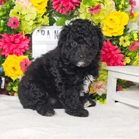 Francesca, a female Miniature Aussiedoodle for sale in College Station, TX – Photo 2 of 3