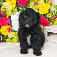Francesca, a female Miniature Aussiedoodle for sale in College Station, TX – Photo 1 of 3