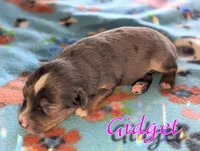 Gidget , a female Miniature American Shepherd for sale in Mountain Home, ID – 3 of 4