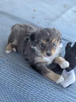 Gene, a male Miniature American Shepherd for sale in Mountain Home, ID – 3 of 5