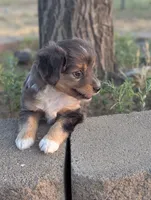 Gene, a male Miniature American Shepherd for sale in Mountain Home, ID – 4 of 5