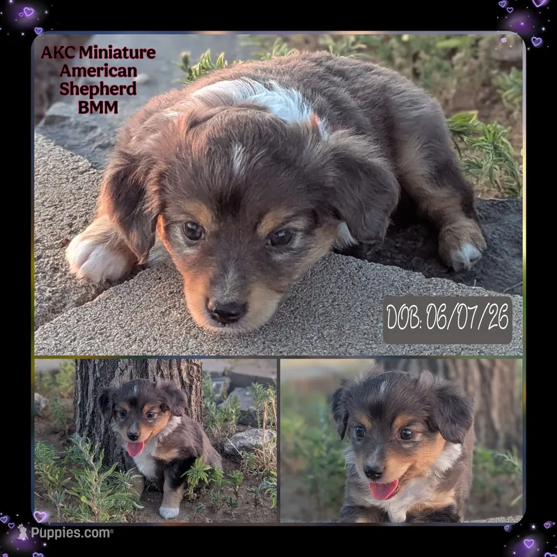 Gene – Miniature American Shepherd puppy for sale in Mountain Home, ID