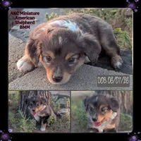 Gene, a male Miniature American Shepherd for sale in Mountain Home, ID – 1 of 5