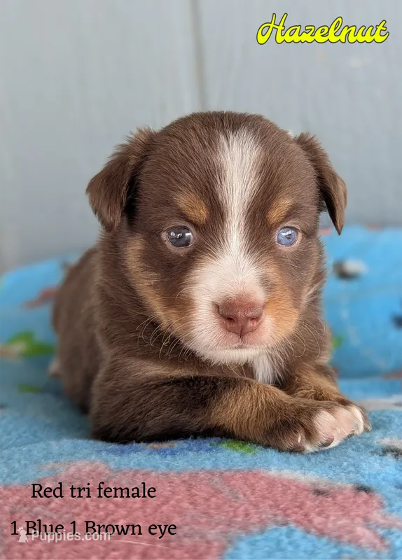 Hazelnut  – Miniature American Shepherd puppy for sale in Mountain Home, ID