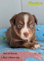 Hazelnut , a female Miniature American Shepherd for sale in Mountain Home, ID – 1 of 3