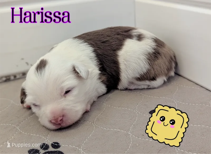 Harissa  – Miniature American Shepherd puppy for sale in Mountain Home, ID