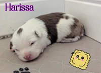 Harissa , a female Miniature American Shepherd for sale in Mountain Home, ID – 1 of 2