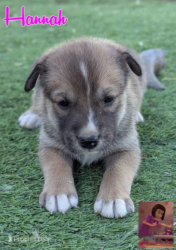 Hannah – Australian Cattle Dog, Siberian Husky puppy for sale in Mountain Home, ID