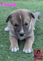 Hannah, a female Australian Cattle Dog and Siberian Husky for sale in Mountain Home, ID – 1 of 3