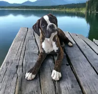 Wrangler , a female Boxer for sale in Mountain Home, ID – Photo 2 of 4