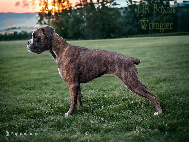 Wrangler , a female Boxer for sale in Mountain Home, ID – Photo 1 of 4