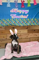 Wrangler , a female Boxer for sale in Mountain Home, ID – Photo 4 of 4