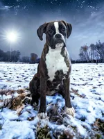 Wrangler , a female Boxer for sale in Mountain Home, ID – Photo 3 of 4