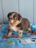 Haggis , a male Miniature American Shepherd for sale in Mountain Home, ID – 3 of 3