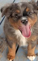 Cowboy , a male Miniature American Shepherd for sale in Mountain Home, ID – 3 of 5
