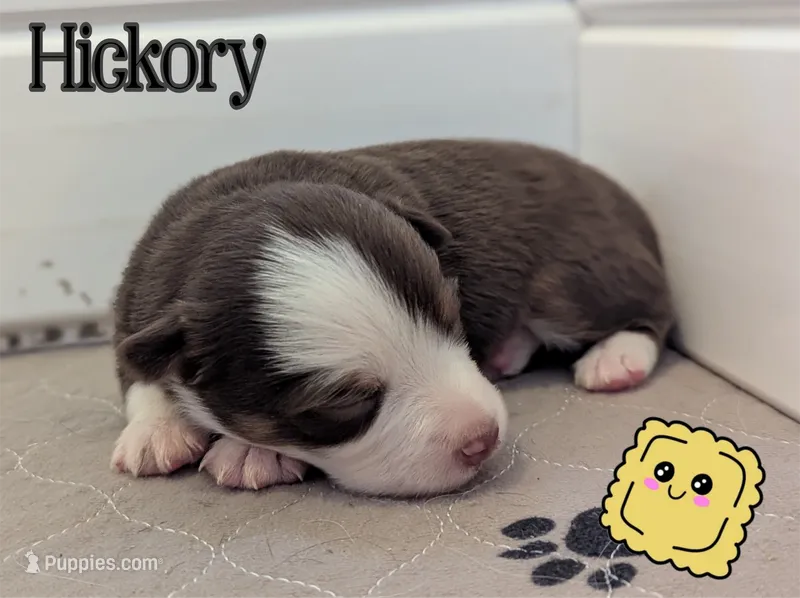Hickory – Miniature American Shepherd puppy for sale in Mountain Home, ID