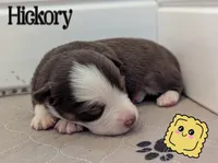 Hickory, a male Miniature American Shepherd for sale in Mountain Home, ID – 1 of 2