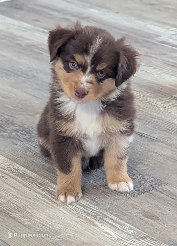 Haggis  – Miniature American Shepherd puppy for sale in Mountain Home, ID