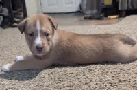 Jessie, a female Australian Cattle Dog and Siberian Husky for sale in Mountain Home, ID – 2 of 3