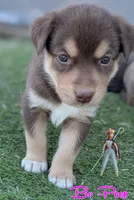 Bo Peep , a female Australian Cattle Dog and Siberian Husky for sale in Mountain Home, ID – 2 of 3